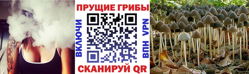 Галлюциногенные грибы Cubensis хочу Зуевка